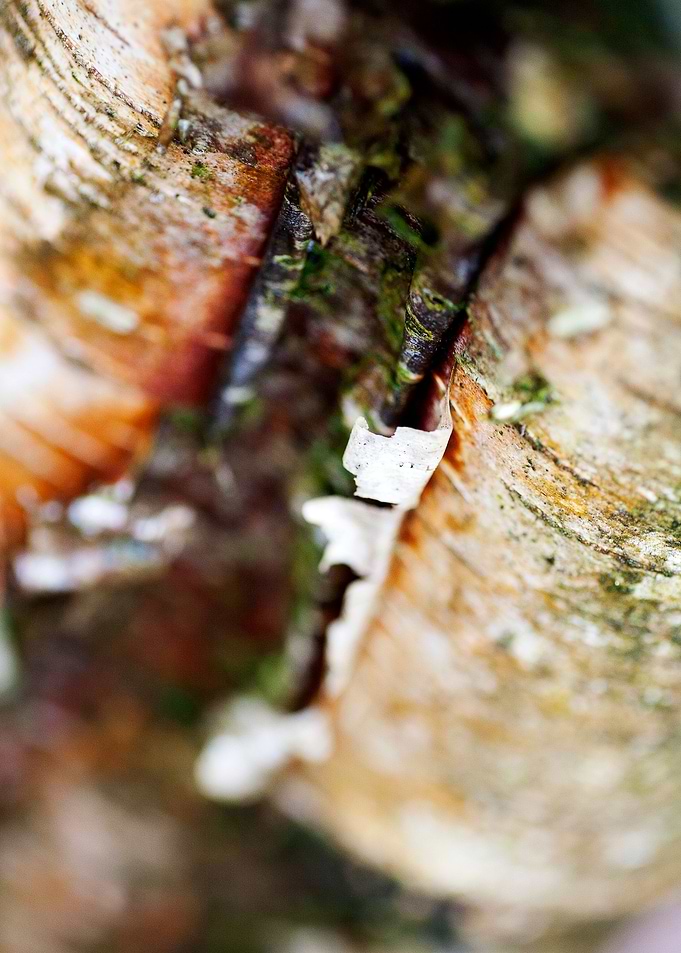 Wood macro trippy abstract