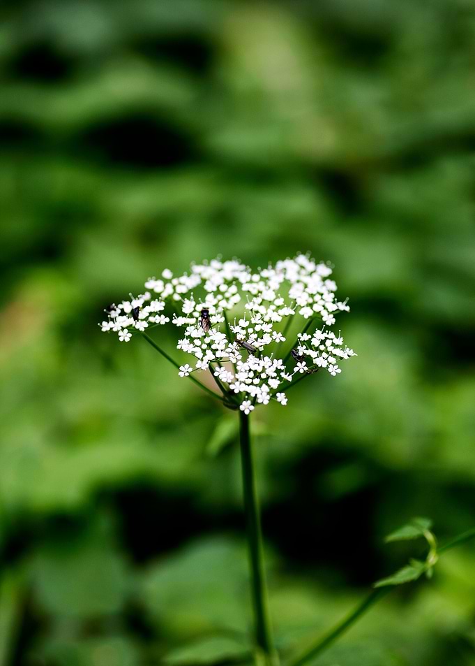 Aegopodium podagraria