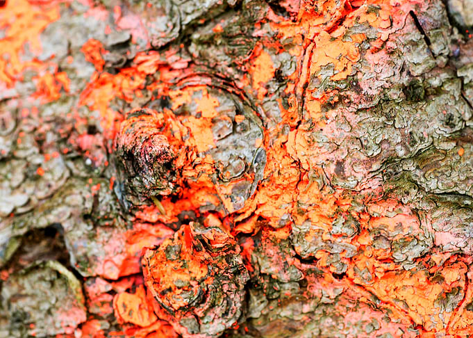 Wooden macro trippy prints