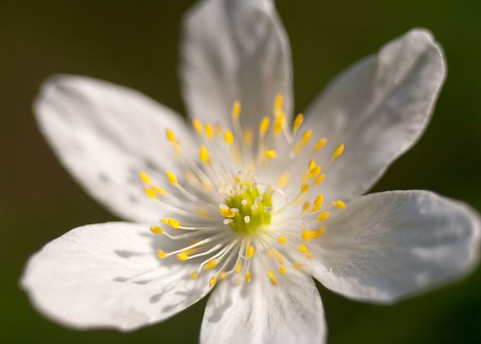 Anemone macro background