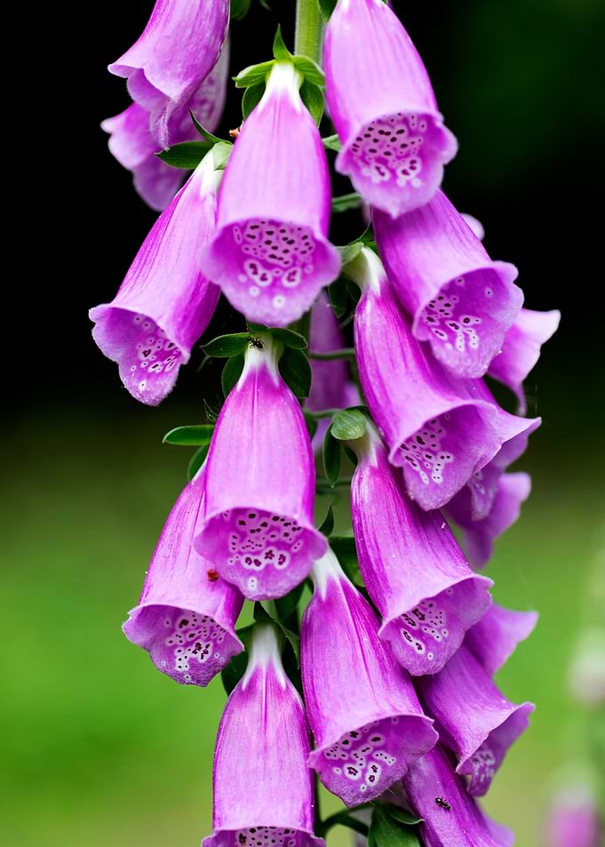 Purpurea digitalis flower
