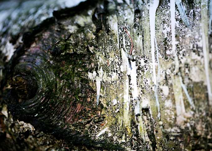 Wood macro trippy abstract