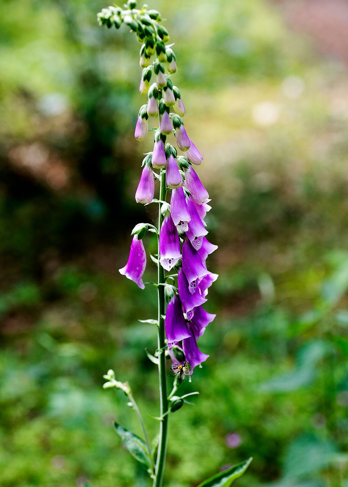 Purpurea digitalis flower