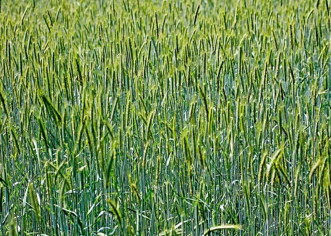 Green agricultural field