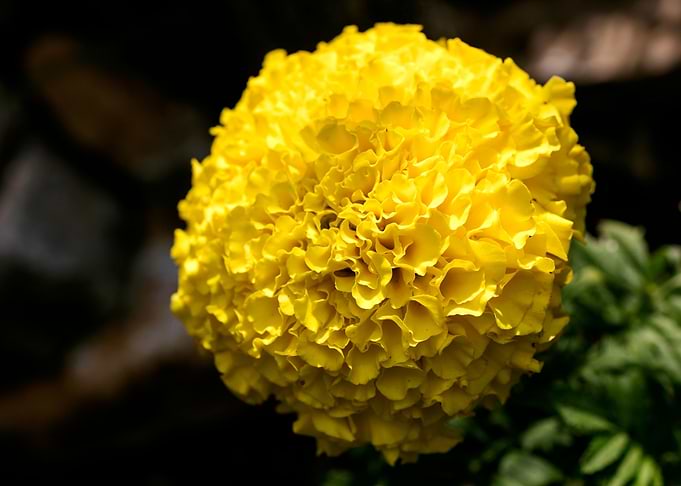 Calendula macro flower