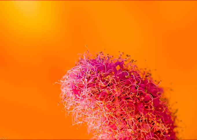 Amazing flower fine art