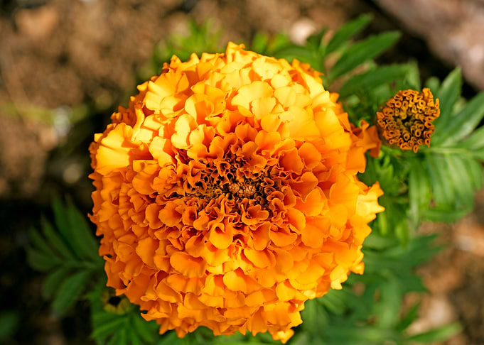 Calendula macro flower