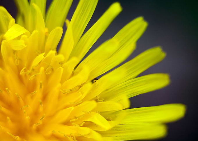 Taraxacum wild flower