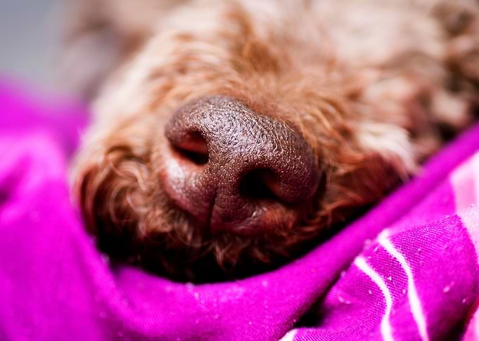 Lagotto Romagnolo Nose