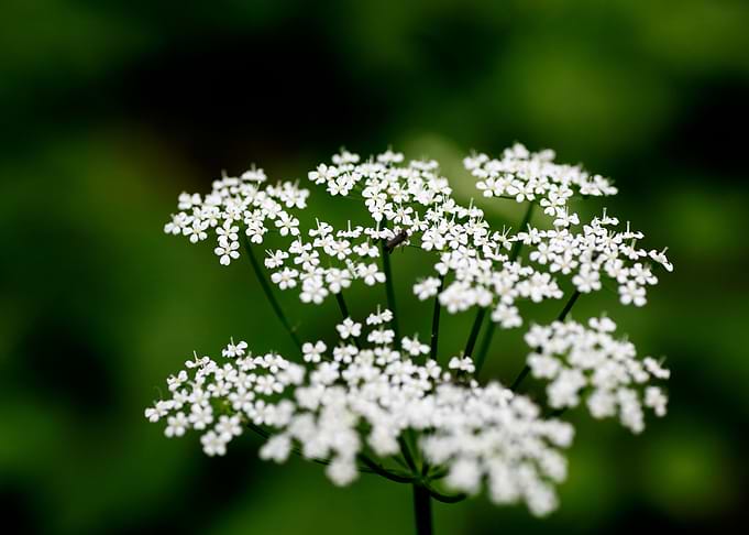 Aegopodium podagraria