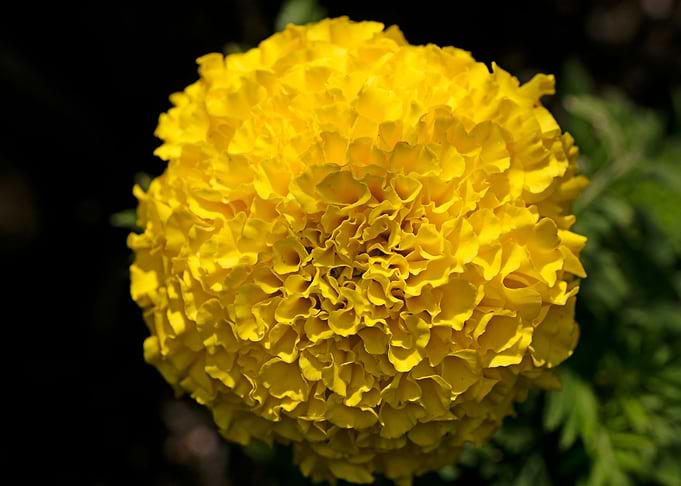 Calendula macro flower