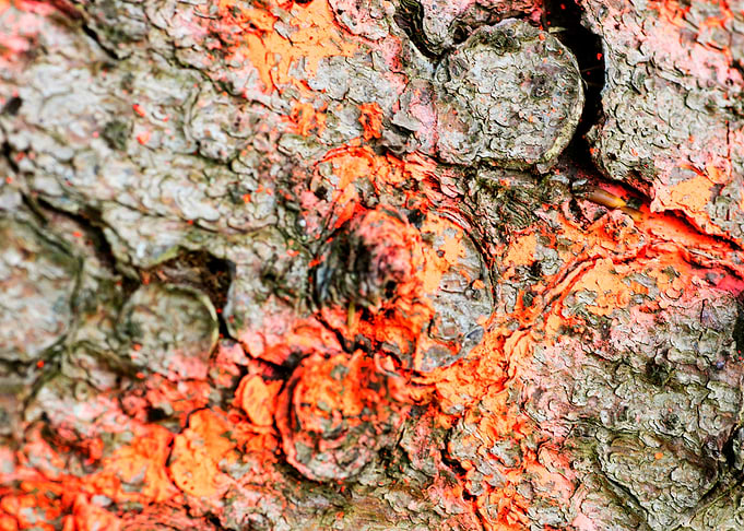 Wooden macro trippy prints