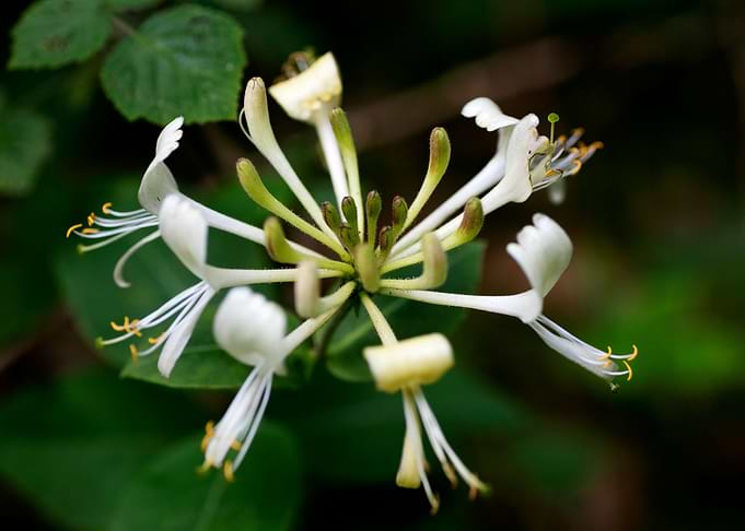 Lonicera etrusca santi