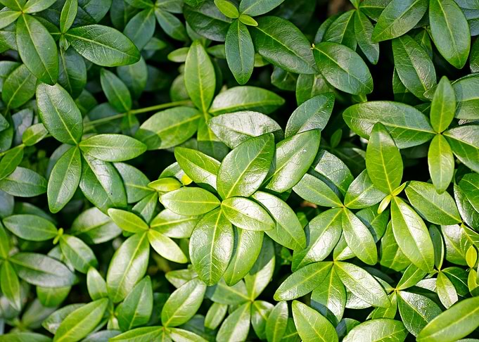 Green small leafs macro