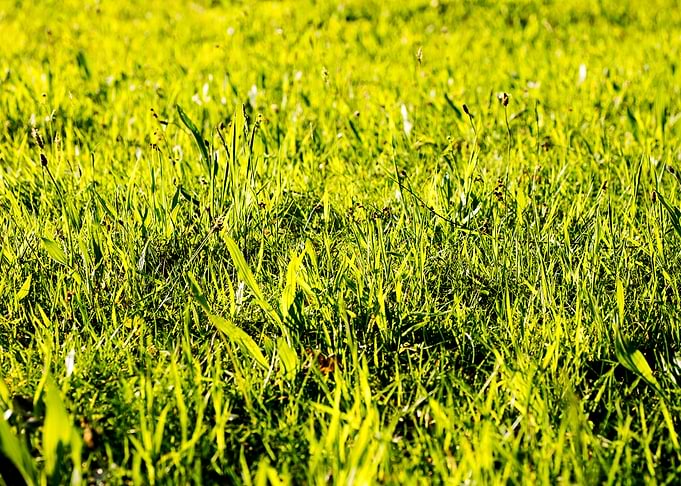 Green leafs macro fine art