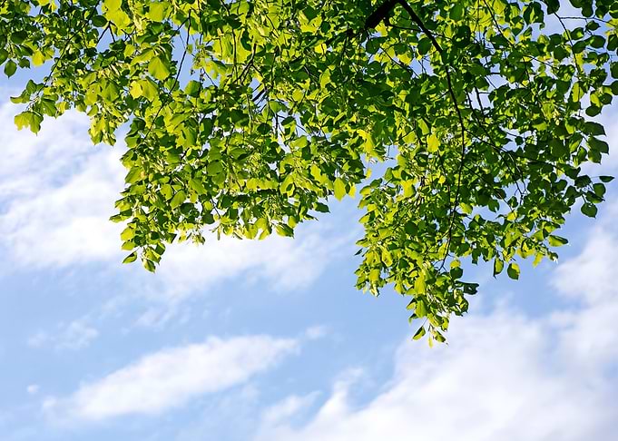 Trees vs blue summer sky