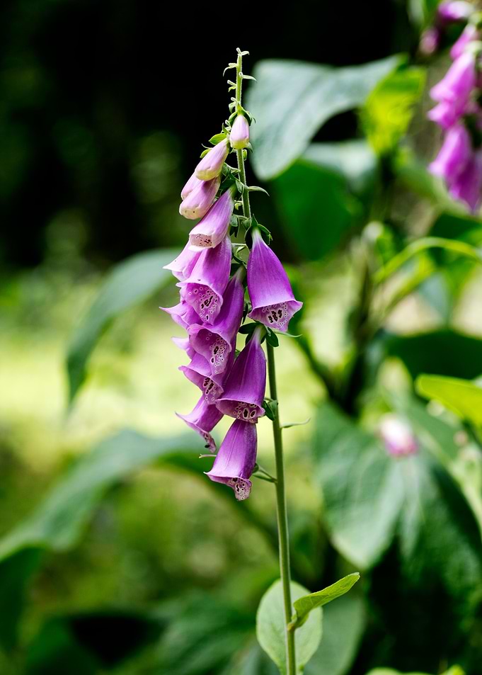 Purpurea digitalis flower