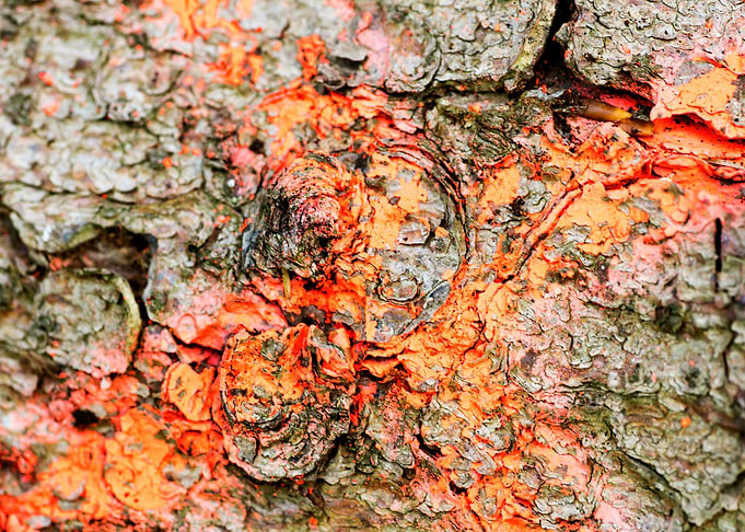 Wooden macro trippy prints