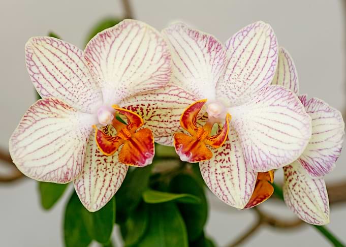 Orchid flower bloosoming