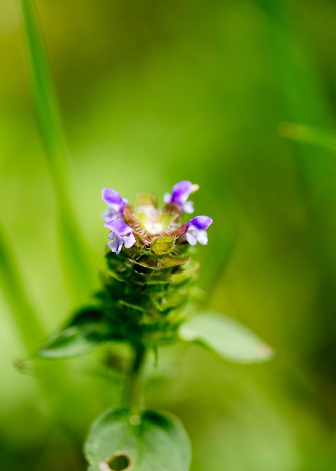 Prunella vulgaris flower