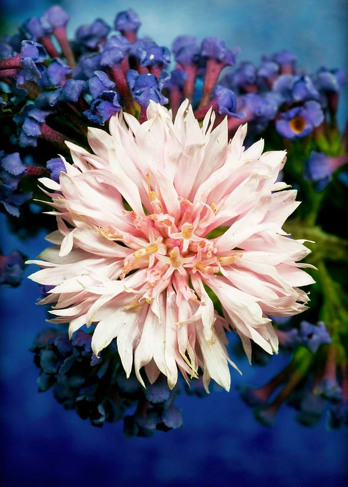 Beautiful flower macro art