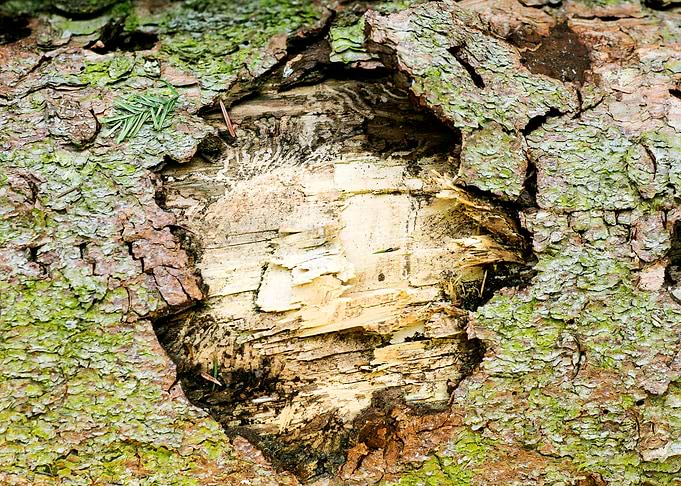 Wooden macro trippy prints
