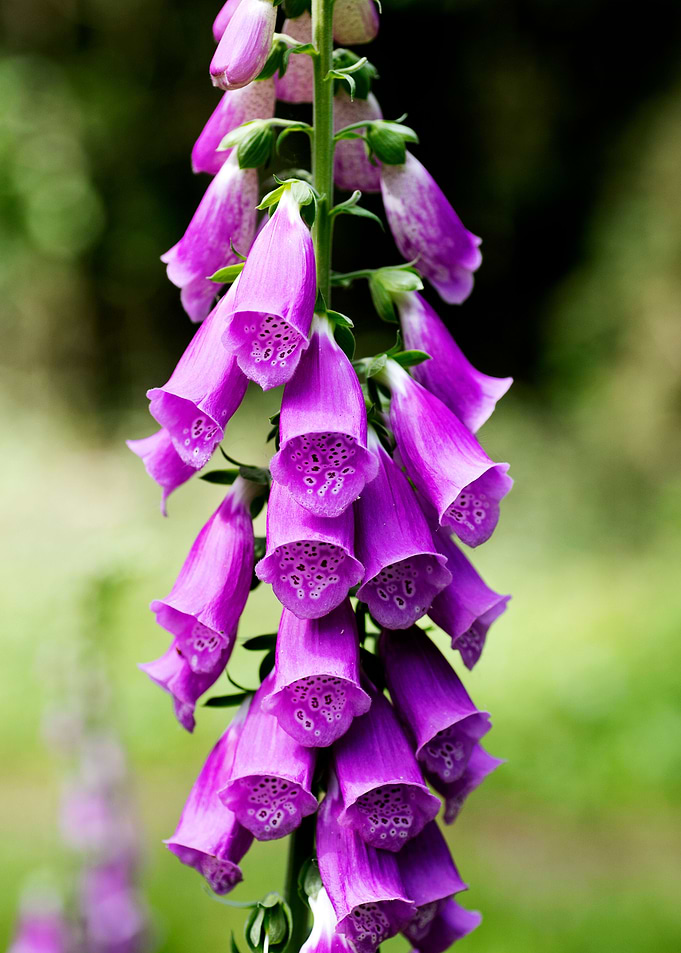Purpurea digitalis flower