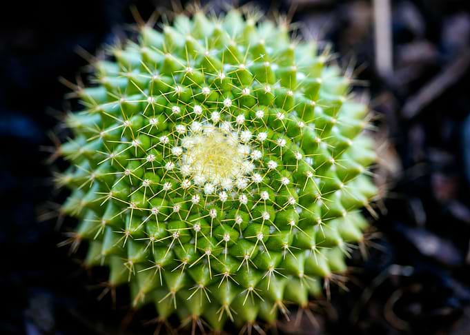 Cactus macro background