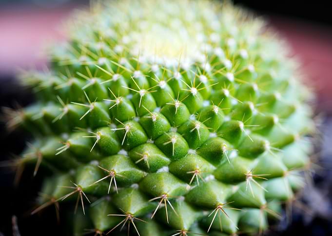 Cactus macro background