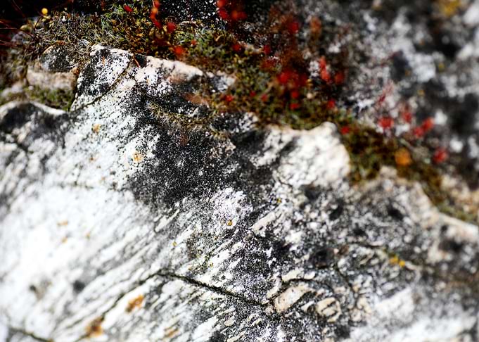 Lichens on rock fine print