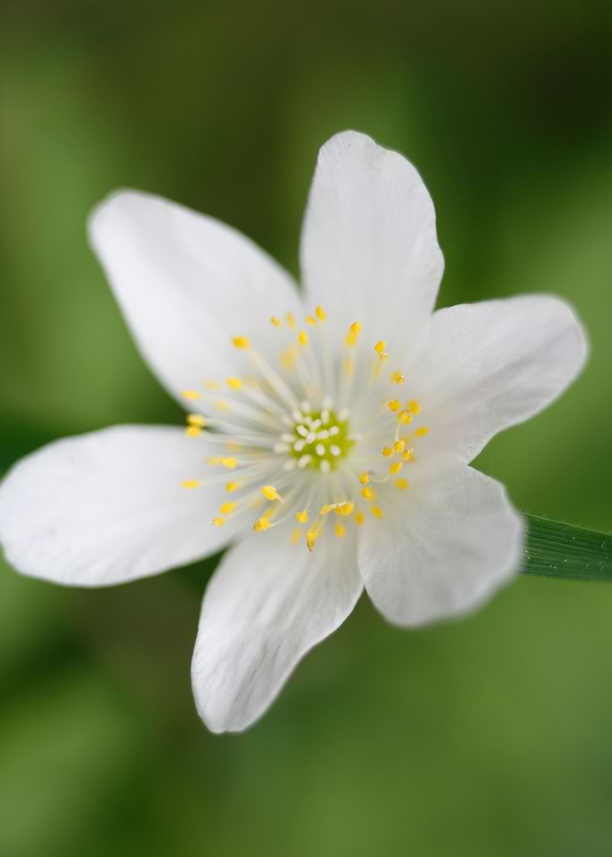 Anemone macro background