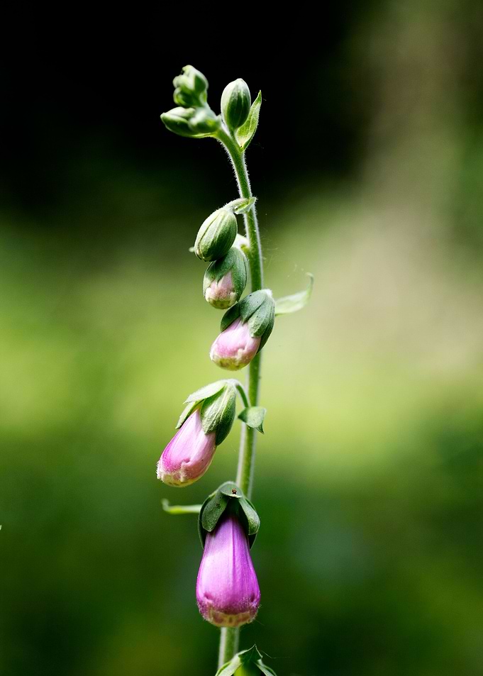 Purpurea digitalis flower