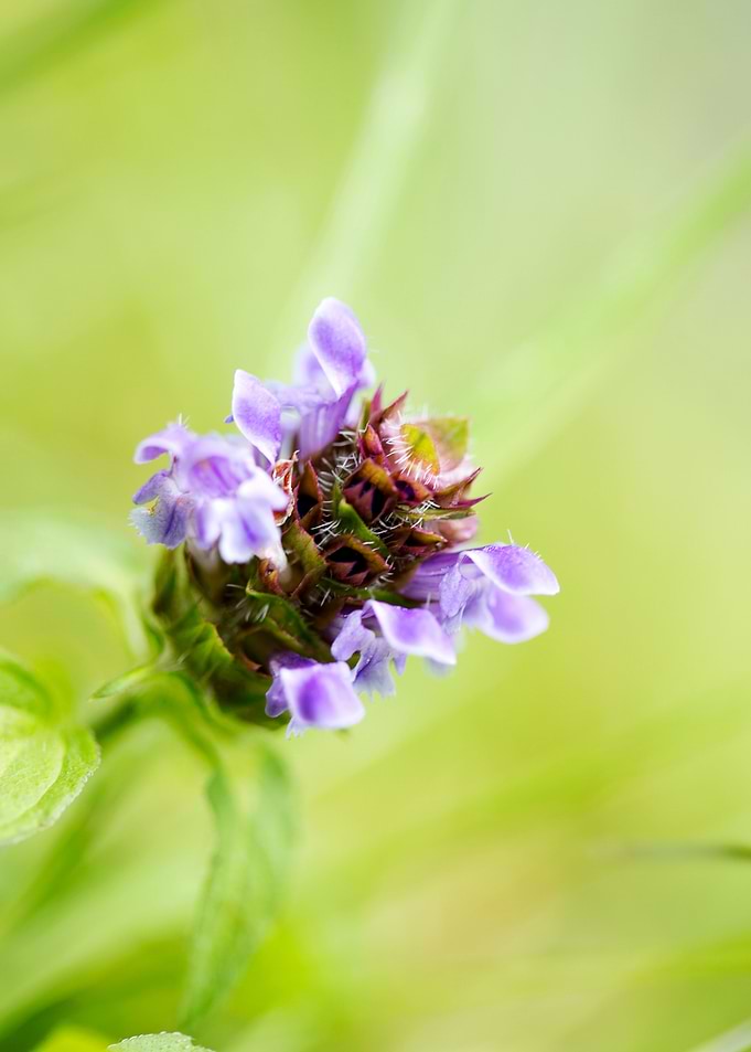 Prunella vulgaris flower