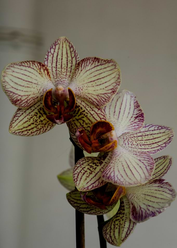 Orchid flower bloosoming