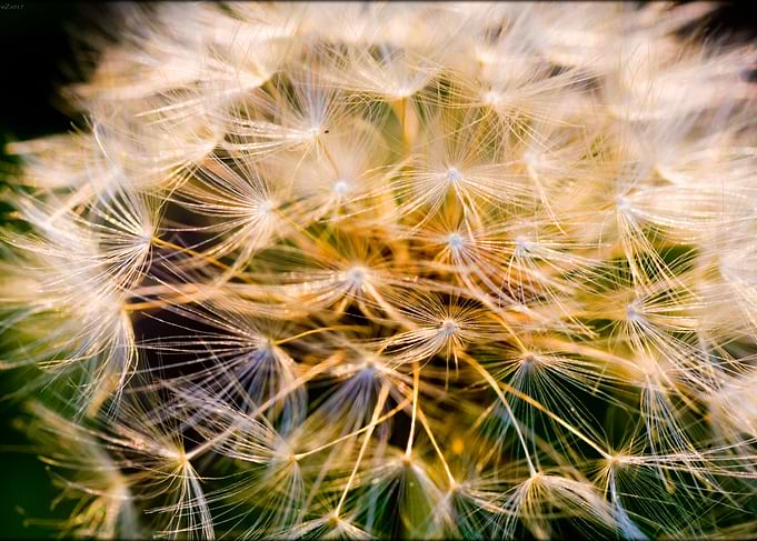 Taraxacum blow up flower