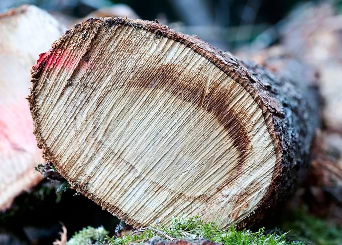 Wood macro trippy abstract