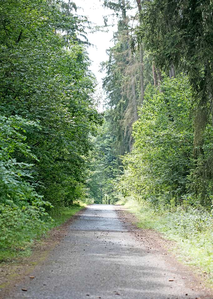 Wild Forest Background