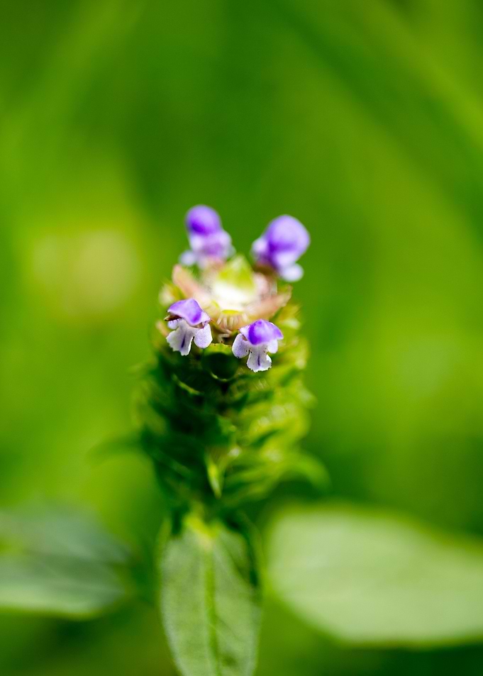 Prunella vulgaris flower