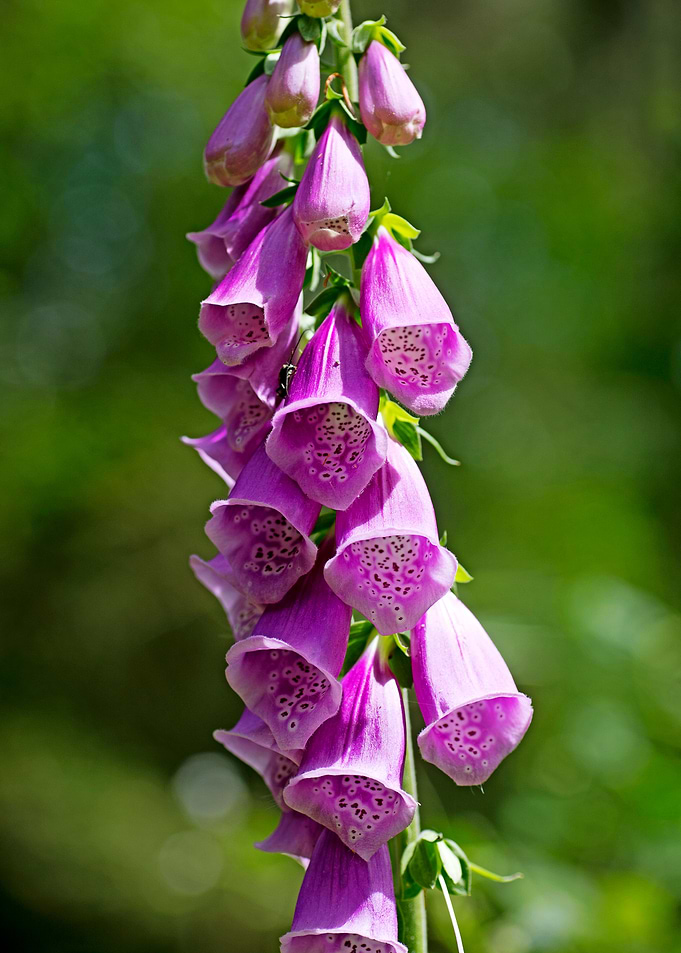 Purpurea digitalis flower