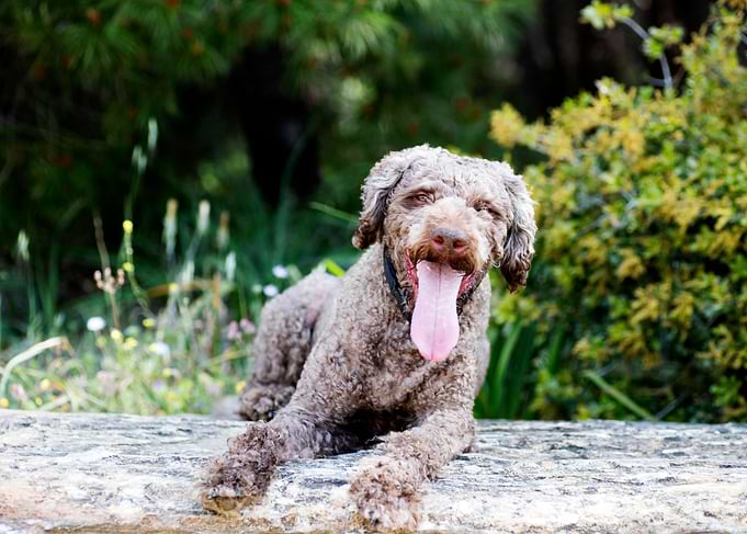 Lagotto Romagnolo Portrait