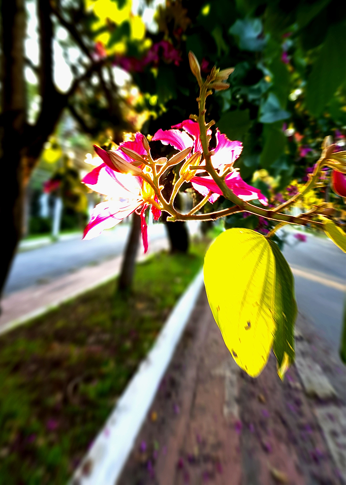 THE WAY OF THE SUN