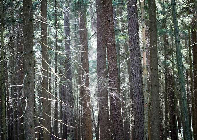 Wild Forest Background