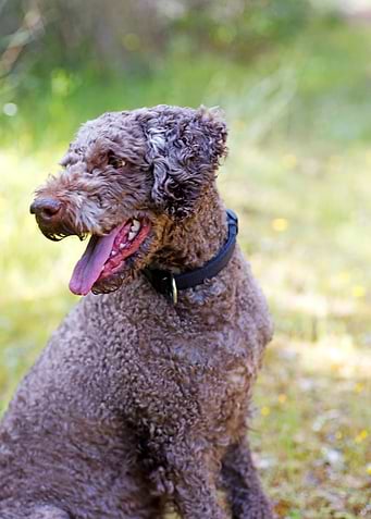 Lagotto Romagnolo Portrait