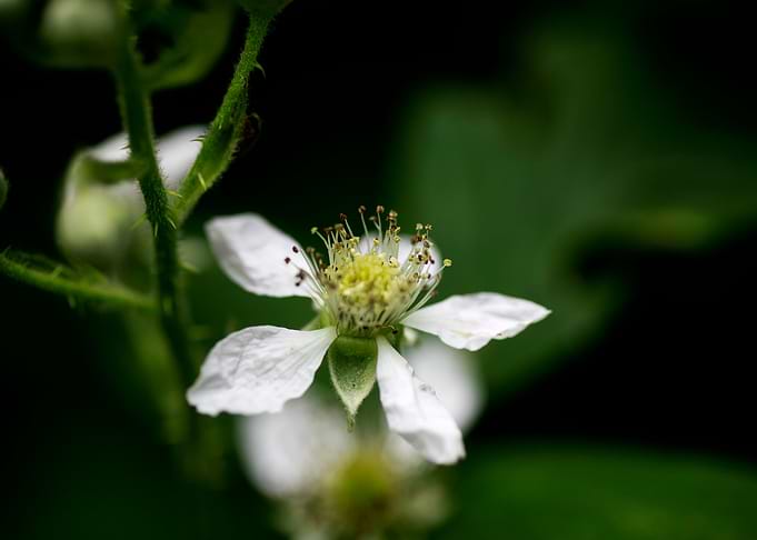 Rubus occidentalis flower