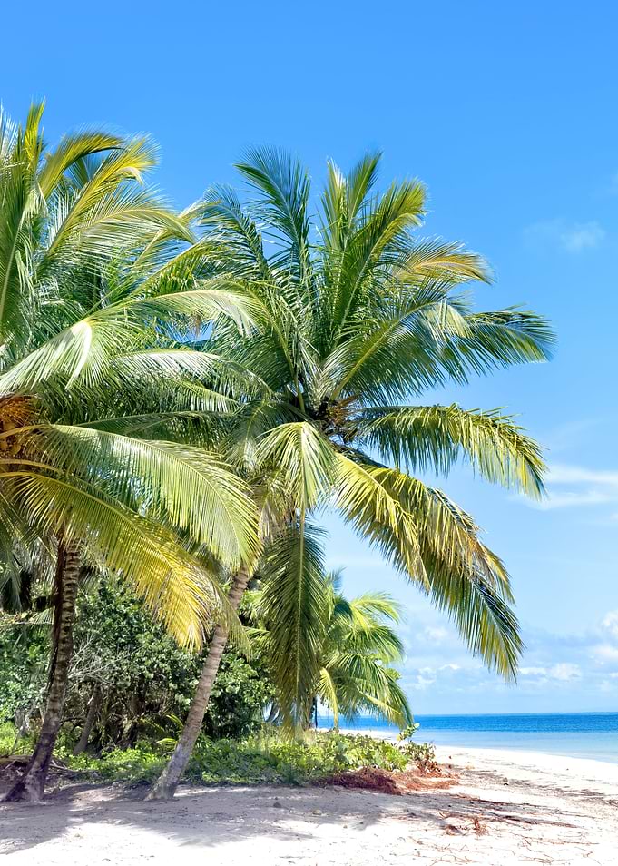 Caribbean Beach