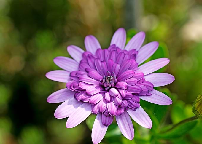 Violet macro flower