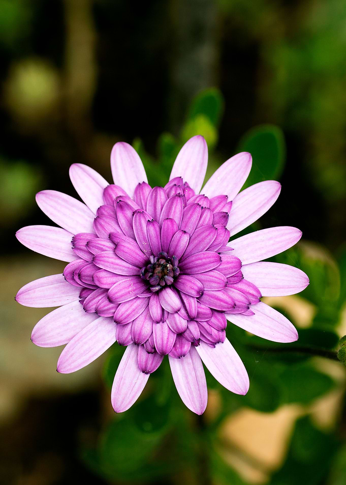 Violet macro flower