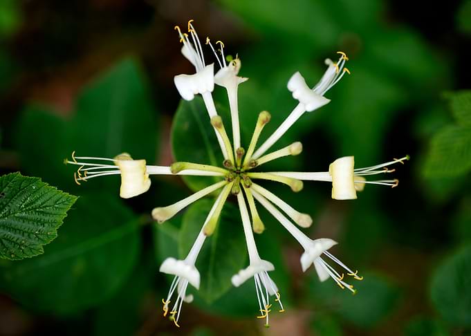 Lonicera etrusca santi