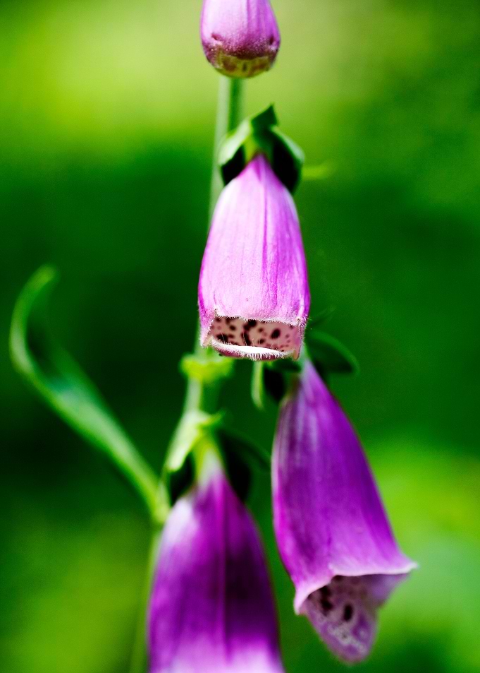 Purpurea digitalis flower