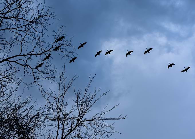 Birds in Flight
